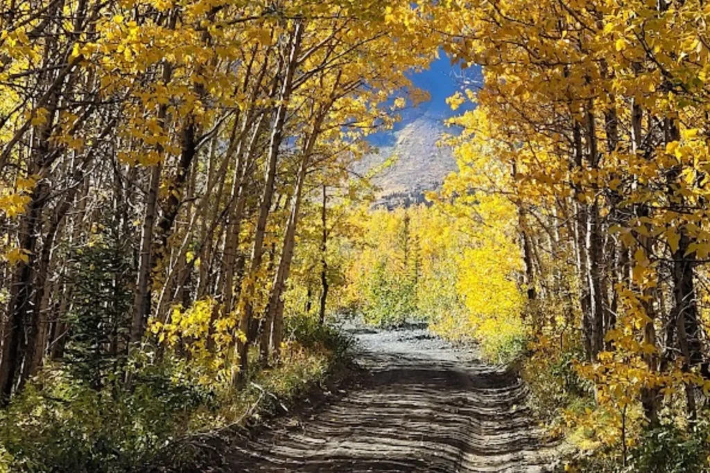 A country road is surrounded by yellow foliage under a bright blue sky. Text reads, The accessible word on travel outside of the city, by Fiona Scott Read More.