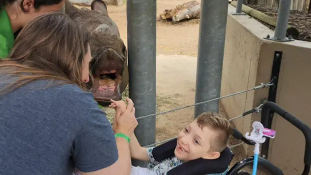 A woman interacts with a child in a stroller as a rhinoceros approaches closely, creating an exciting zoo experience.