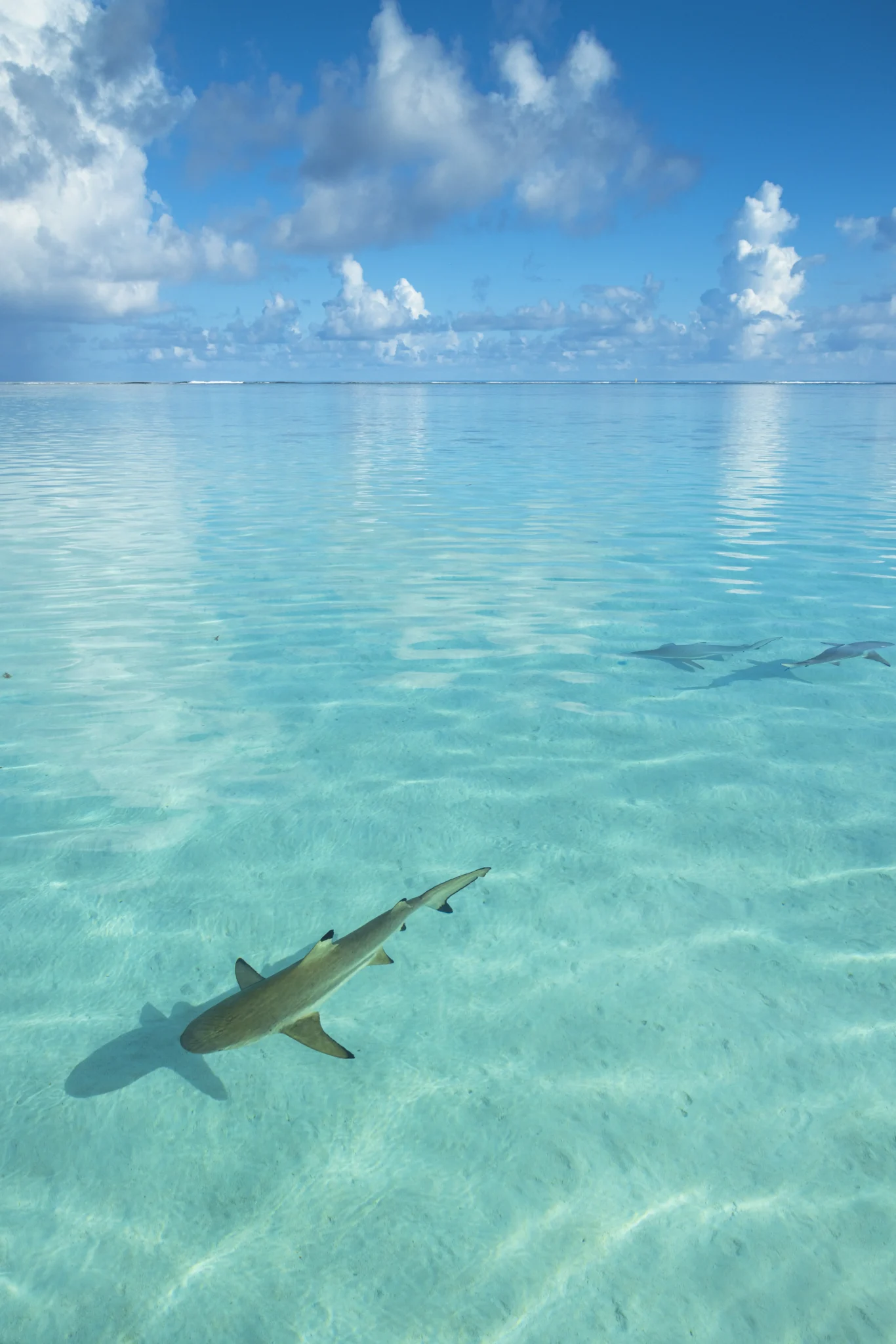 A shark glides through crystal-clear turquoise waters beneath a bright blue sky dotted with fluffy clouds.