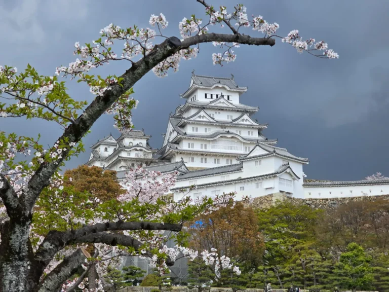 Himeji Castle stands majestically amid blooming cherry blossoms under a dramatic gray sky, showcasing Japan's architectural beauty.